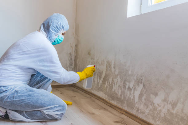 Black mold inspection in Plano