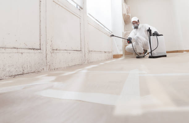Black mold remediation team in Plano